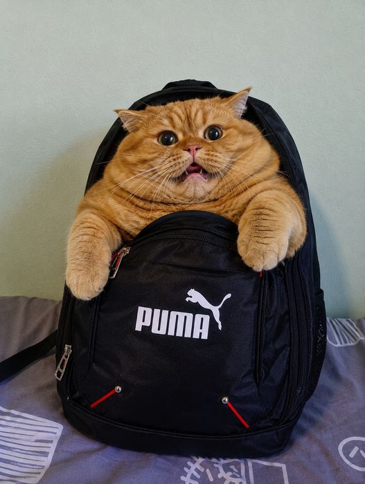 Hoвый рюкзак Puma