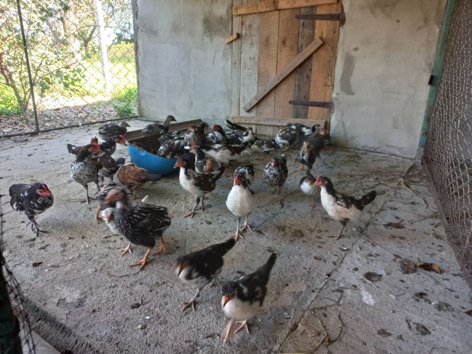 Курчата бентамки карликові чисто кровні (Американка)