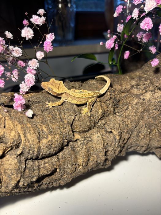 Sprzedam młode gekony orzęsione