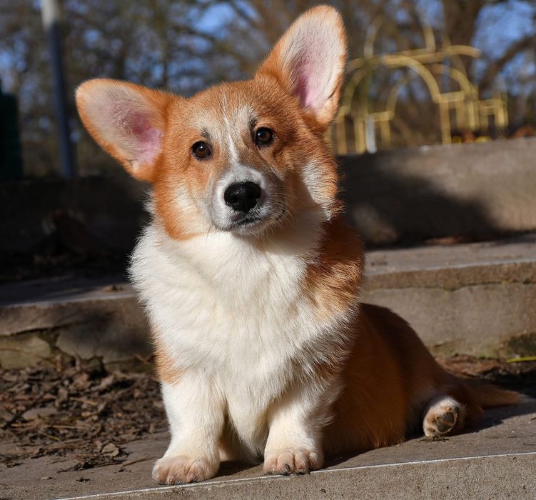Хлопчик вельш коргі пемброк