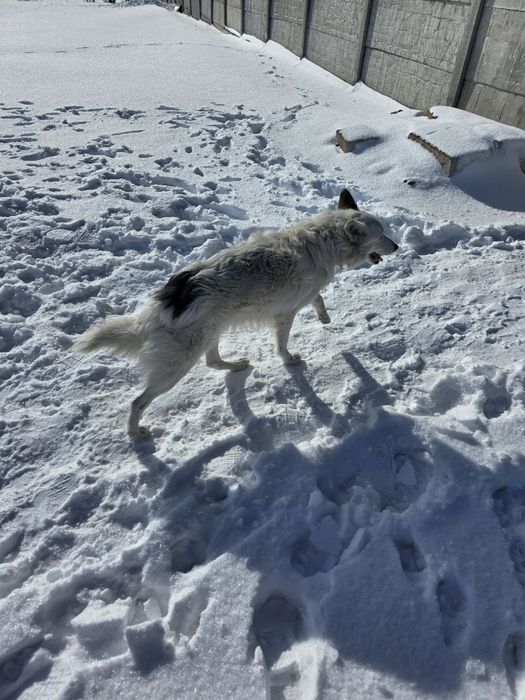 Віддамо собаку в гарні руки