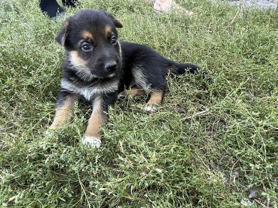 Продам цуценят німецькоі вівчарки