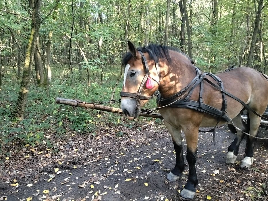 Sprzedam klacz .