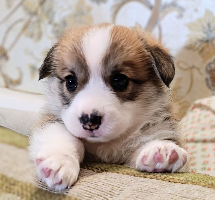 Щенки вельш корги пемброк