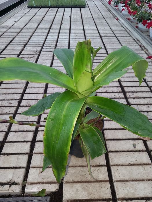 Calissia fragrans złoty wąs