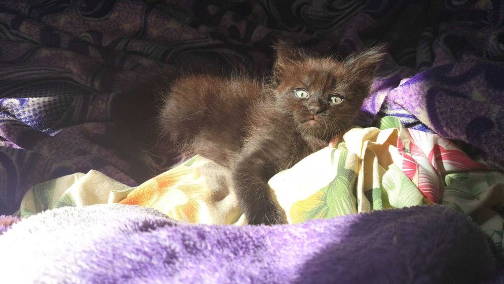 Отдам бесплатно котят в хорошие руки