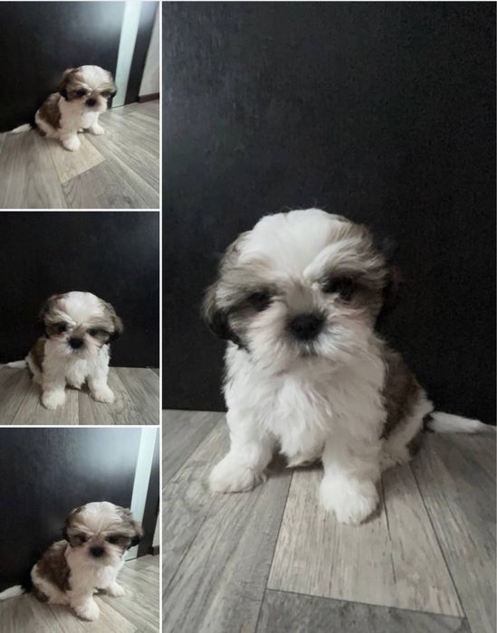 Продам цуценят ши-тцу (3 малюки) — готові до переїзду