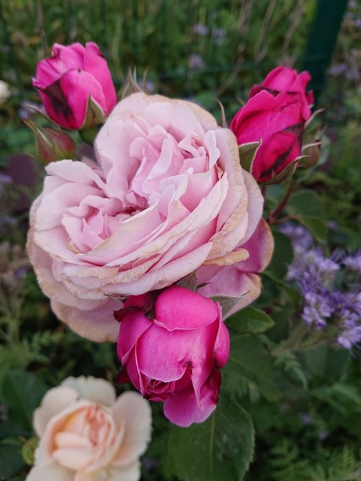 Продам троянди дорослі кущі