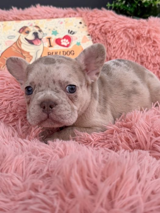 Menina buldog frances lilac merle