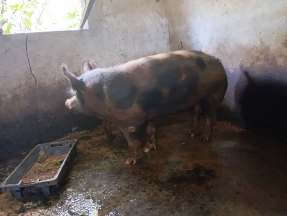 Porca bisara 2 anos