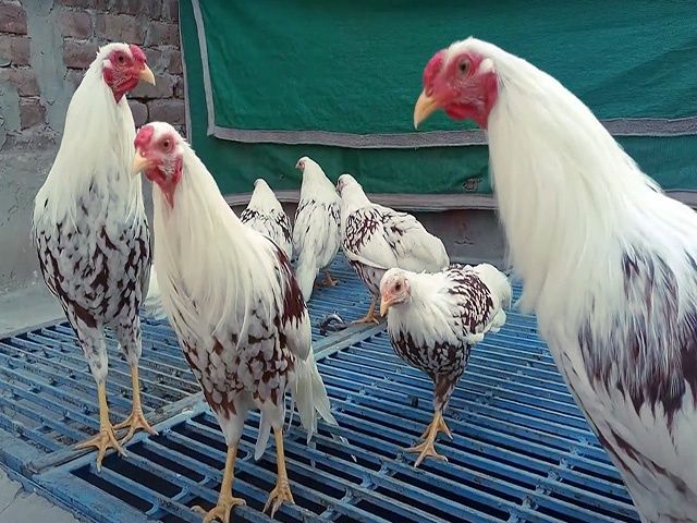 Яйце на інкубацію від породистих курей. Йокогама. Курчата.