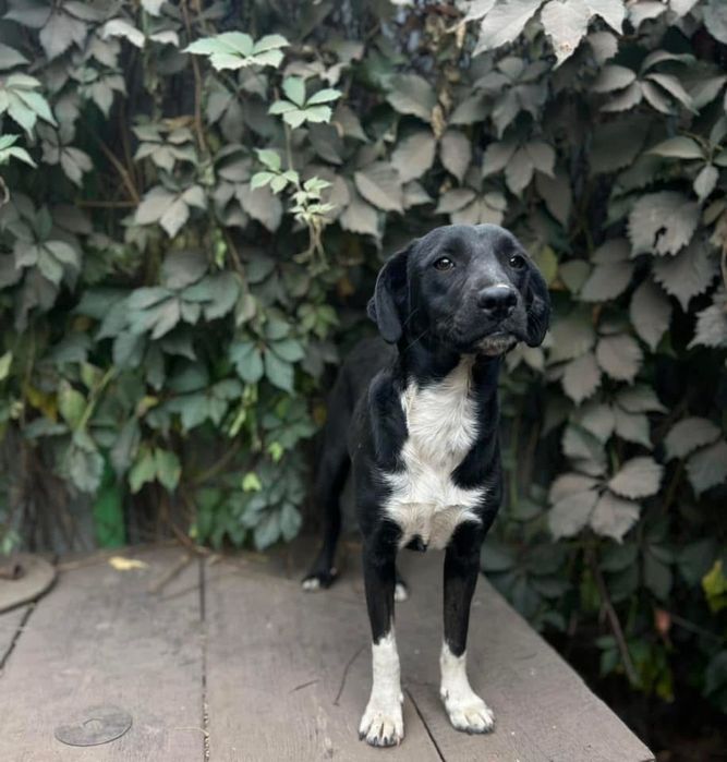 Стефа , добрая девочка , стерилизована