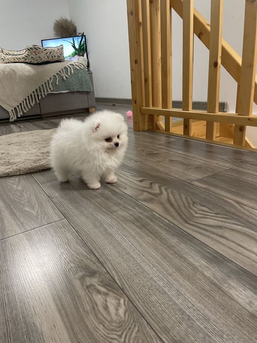 Pomeranian biały misio