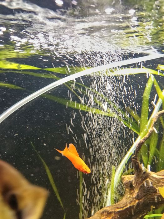 Mieczyk Delta ,samiec mieczyka Delta