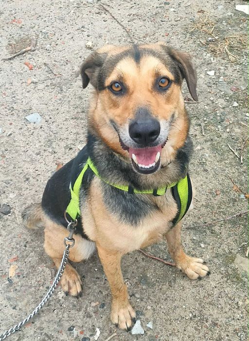 Pies Bruno kochający spacery szuka domu