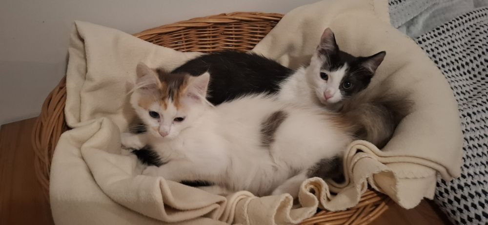 Agatka I Antoś małe urwiski szukają domy