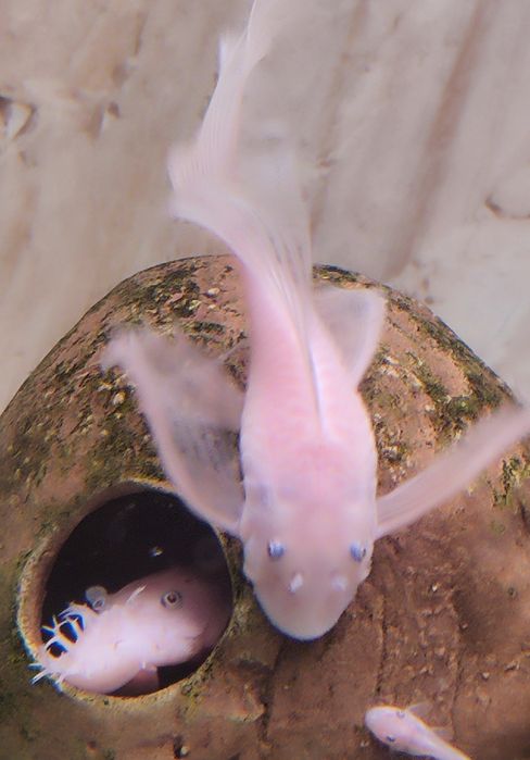 Ancistrus sp L-144 Snów White