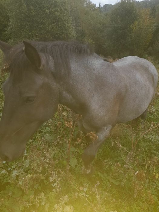 Продаж коней та лошат