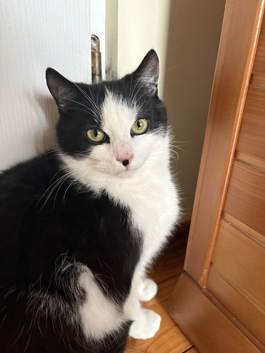 Kocurki do adopcji