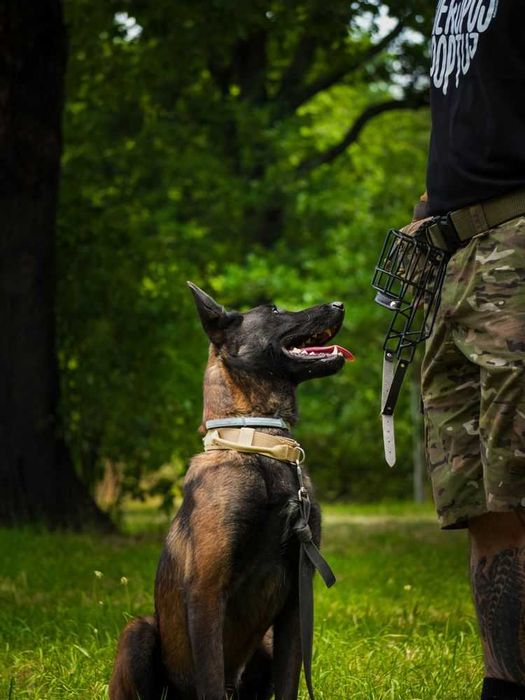 Nico-młody pies w typie owczarek belgijski malinois dla doświadczonych