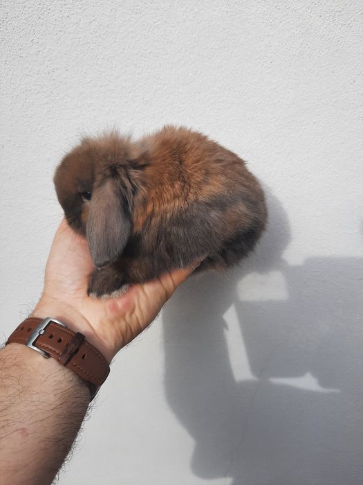 Coelhos anões várias raças