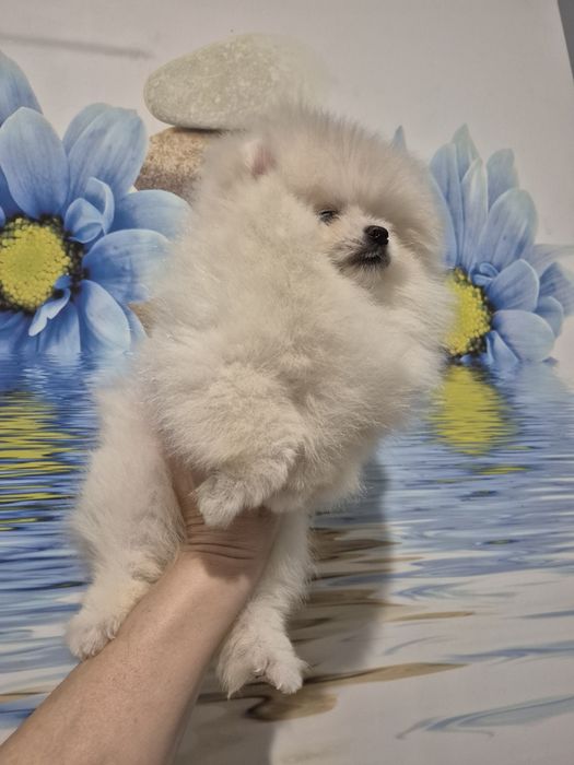 Piekny piesek pomeranian. Color cream