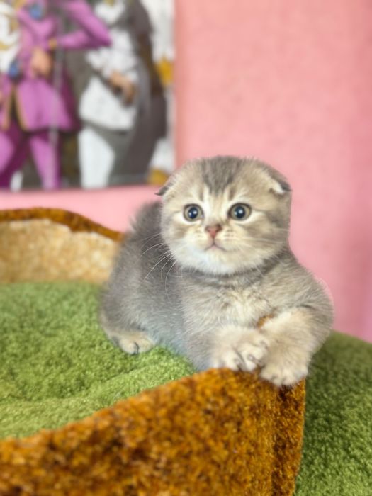 Шотландські кошенята