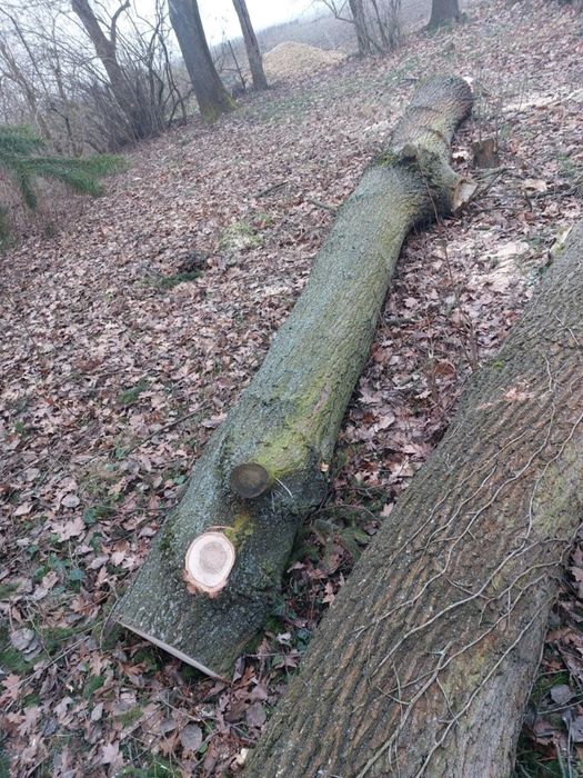 Drzewa świerzo ścięte, Dąb, Jesion, Wierzba