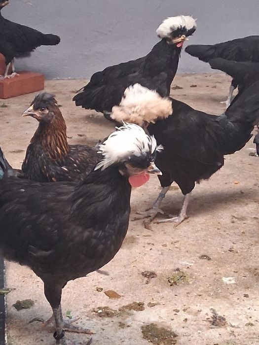 Ovos galados de paduanas