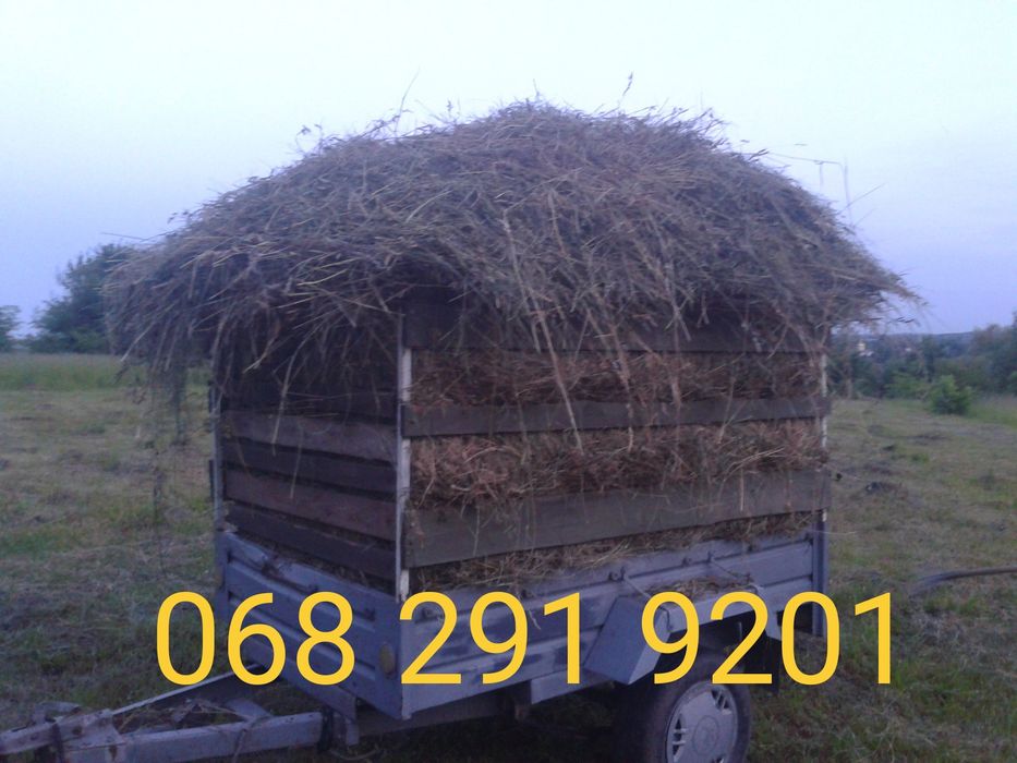 Сіно люцерква...