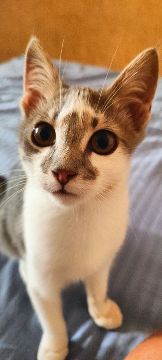 Кошеня Батон 3 міс