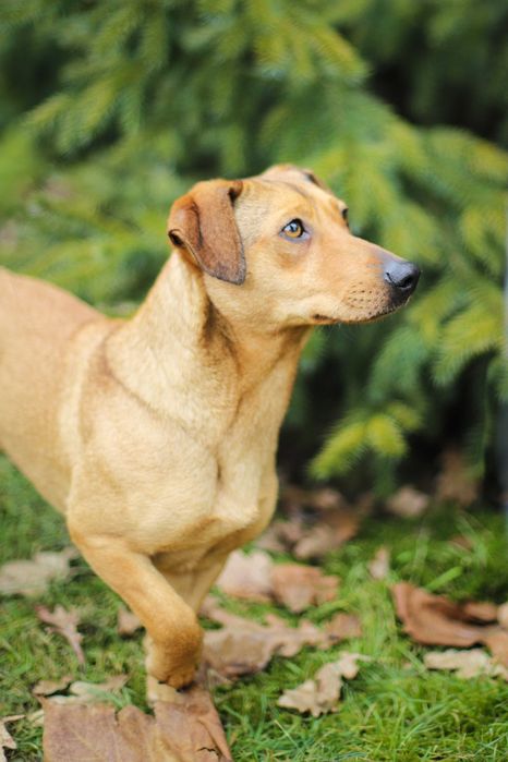 Smuti - młoda sunia w typie jamniczka filmik