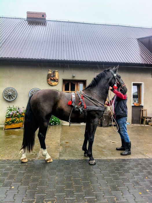 Zwierzęta konie