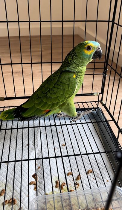 Fêmea Papagaio Amazonas Aestiva