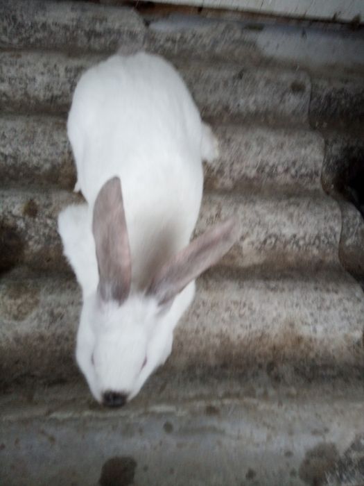 Кролі кролички мішаних порід