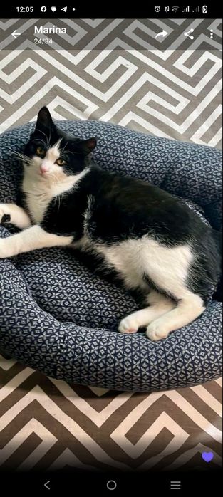 Котик в добрі руки 9 місяців