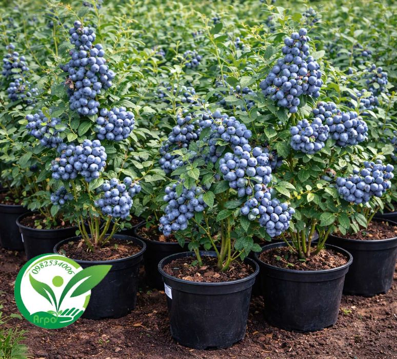 Лохина горщиках від виробника купити лохину саджанці лохини розсадник