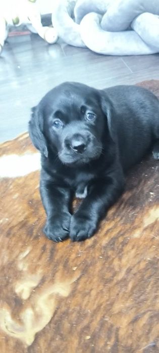 Цуценята Лабрадора з розплідника
Професійний підхід до розведення, від