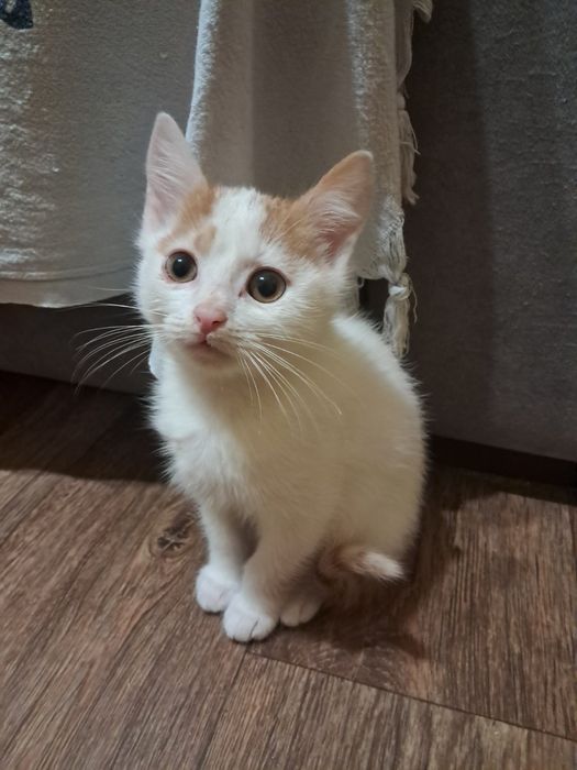 Кошенятка у хороші руки