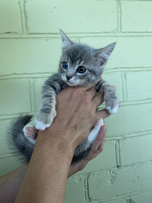 5 котиков, отдадим в хорошие руки