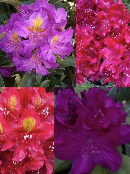 Rhododendron Różanecznik