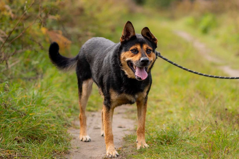 Elton: schroniskowy weteran gaśnie w oczach ;(