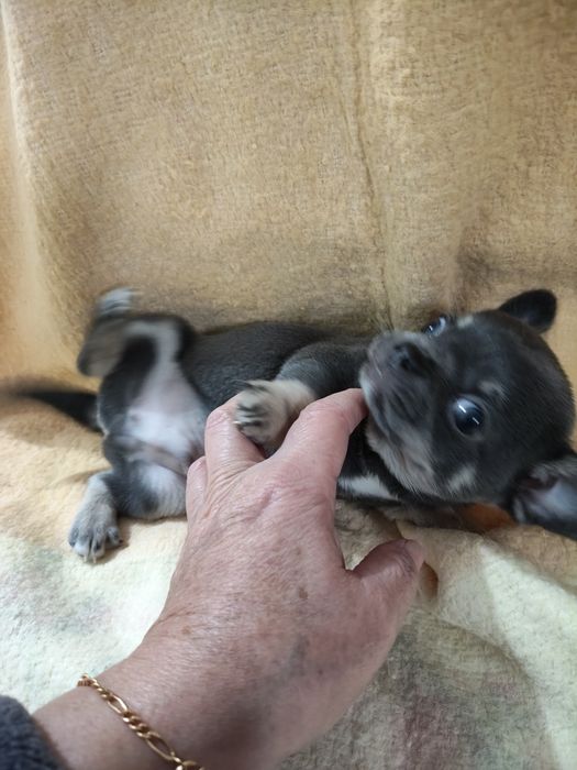Chihuahua macho lindo