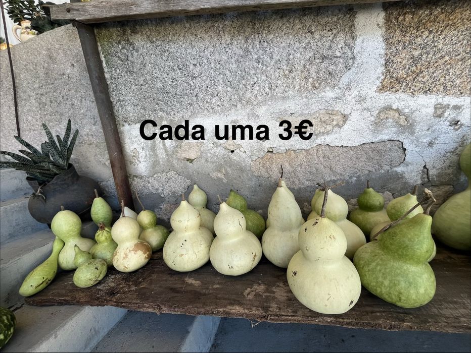 vende se aboboras e cabaças