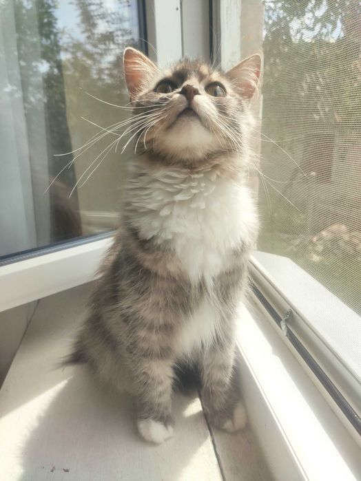 Ищет дом очень нежная кошечка