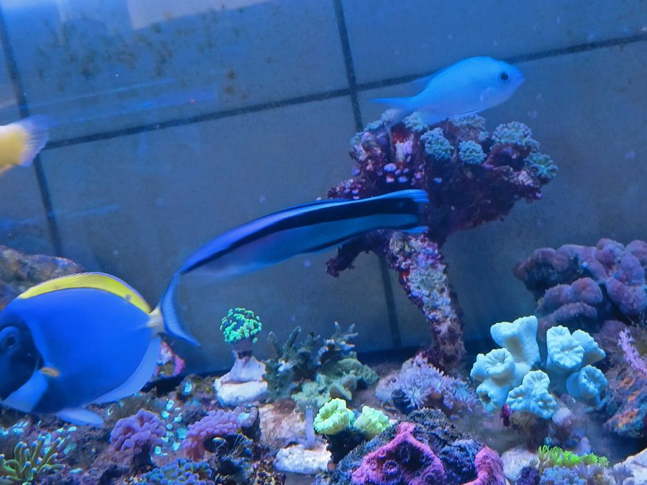 Chromis viridis,  ryby morskie