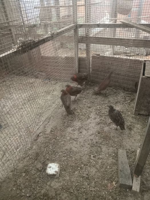 Сатири мрлодняк  тимінок