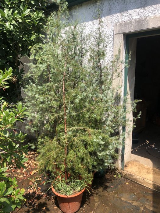 Medronheiros e Zimbros