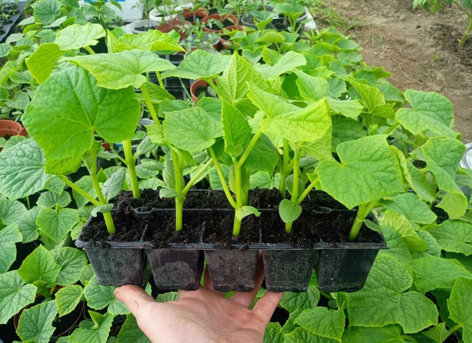 Sadzonki ogórków gruntowych Octopus i Atomic