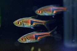 Razbora espei trigonostigma